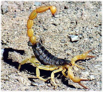 --- Le scorpion ---